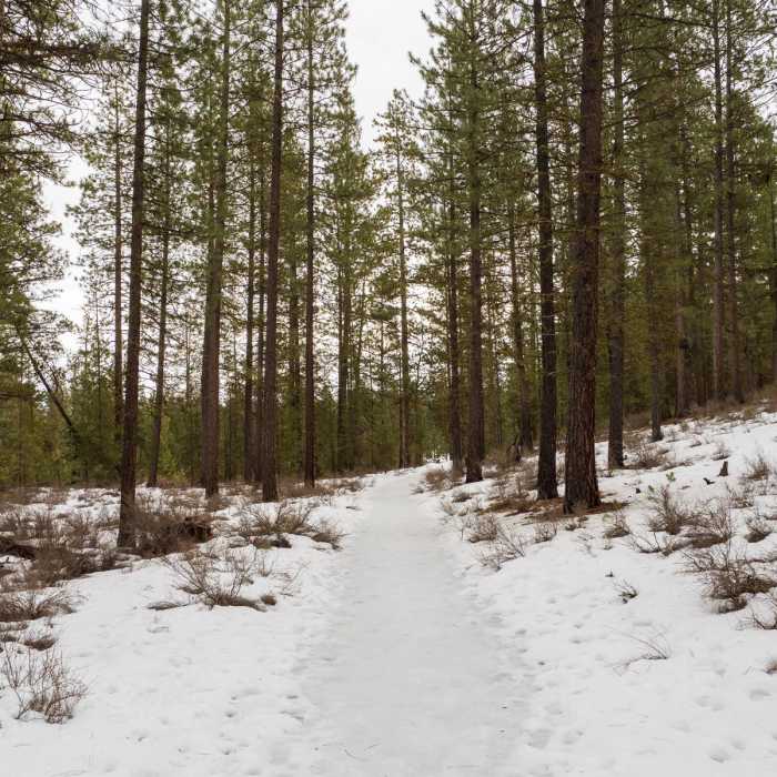 Near Cougar Woods Loop