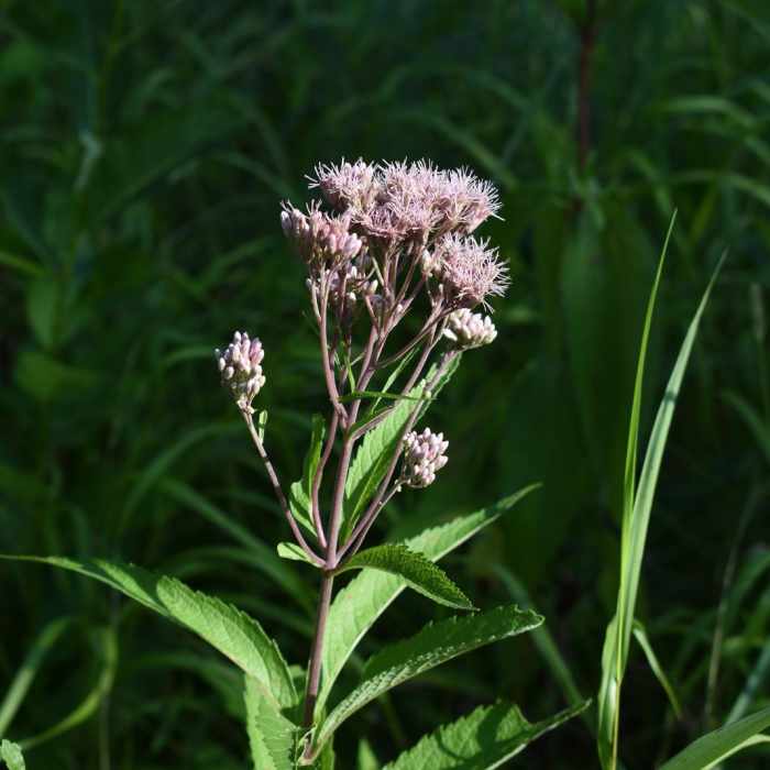 Near Wetland Overlook Trail Near Wetland Overlook Trail