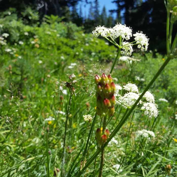 Near Boulder Lake and Bonney Meadows