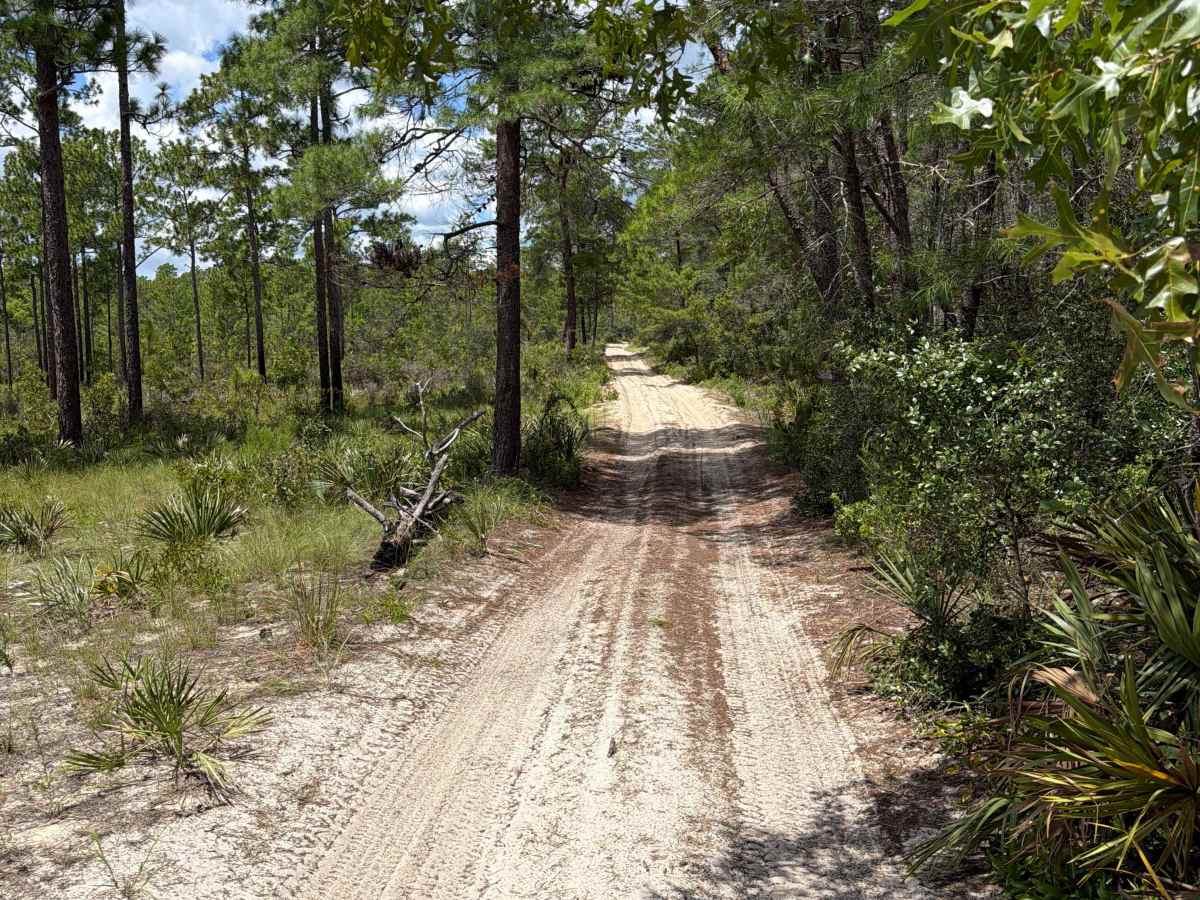Ocala National Forest - 445-2.3 photo 5
