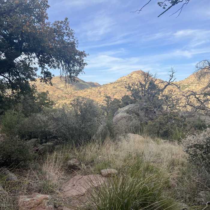 Near Reavis Gap Trail #117