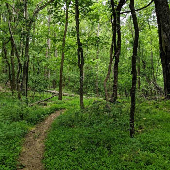 Near Mayo Mountain Loop Trail
