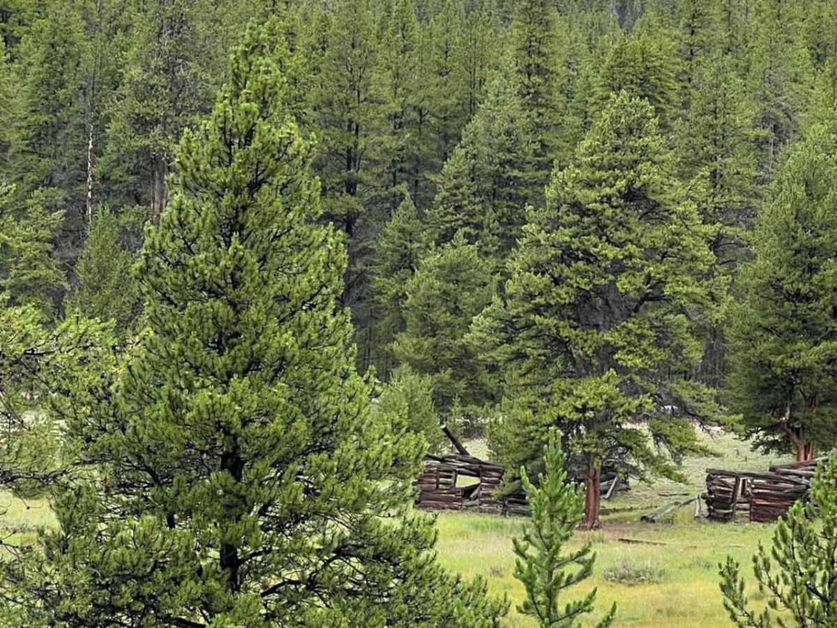 Pie Plant trail photo