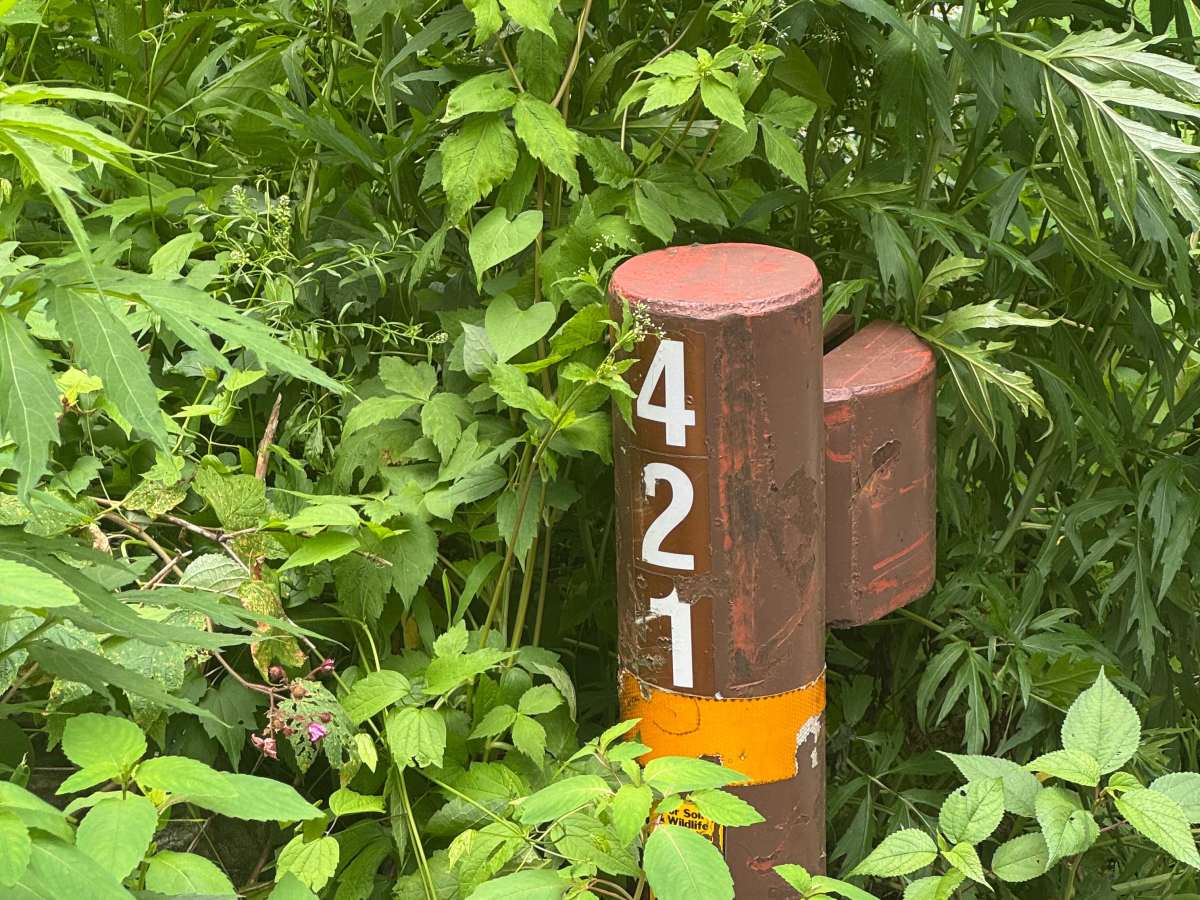 Cold Springs Gap - FS 421A trail photo