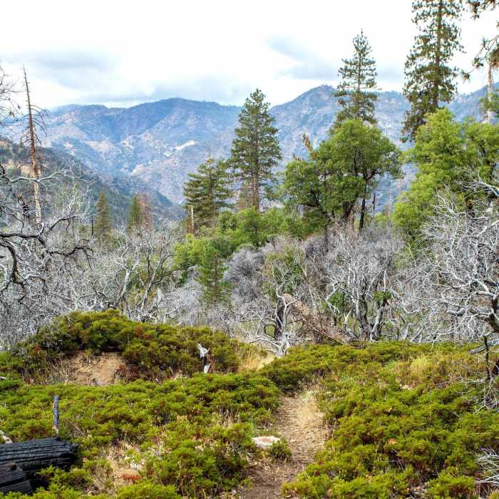 Near Bishop Creek Trail