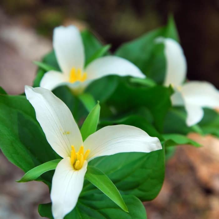 Near Tamanawas Falls Hike