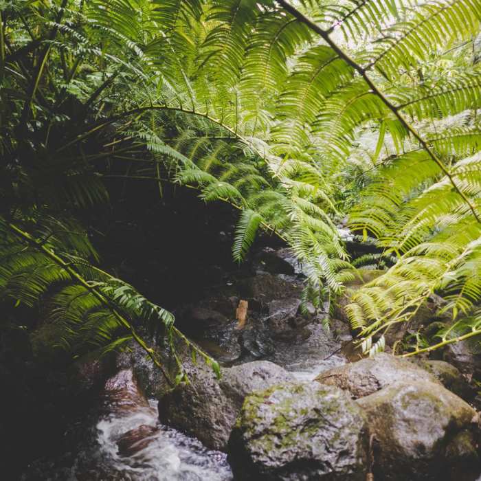 Near Waiakeakua Stream Near Waiakeakua Stream