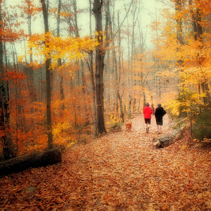 Fall Dream Near Bald-Speckled Out and Back