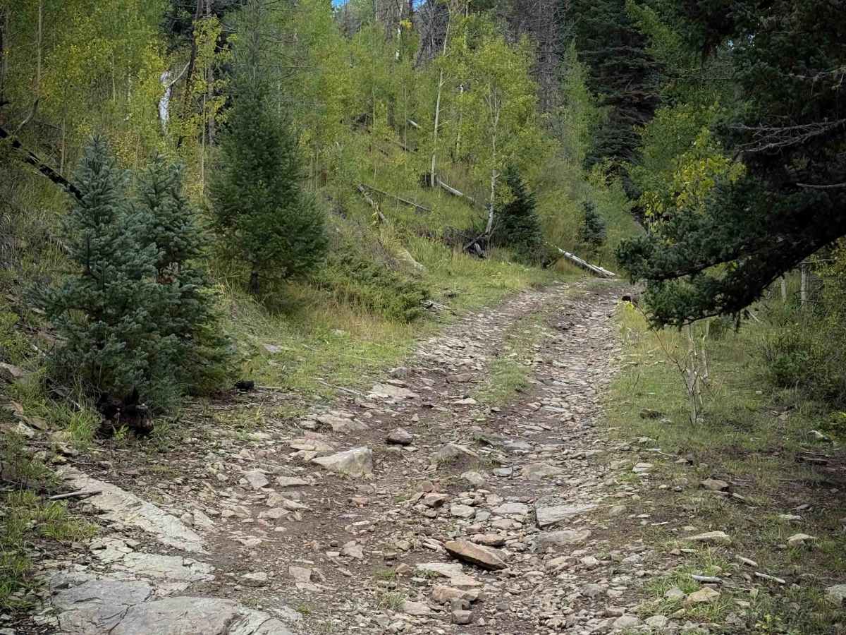 Sardinas Canyon Trail - FS 12 trail photo