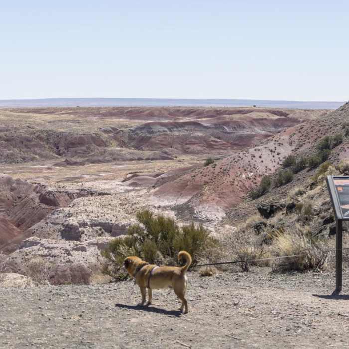 Near Painted Desert Rim Trail Near Painted Desert Rim Trail