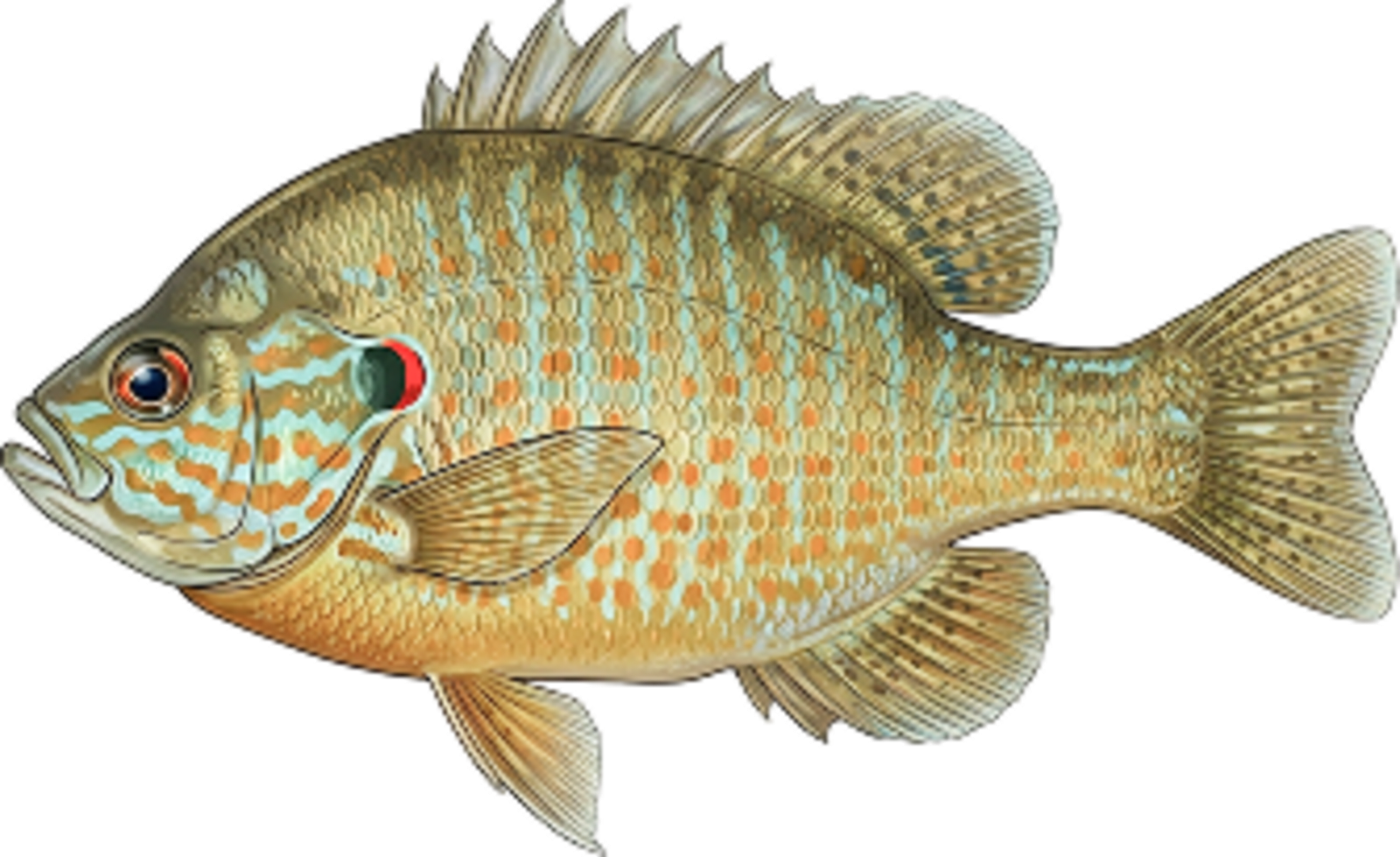 Pumpkinseed
