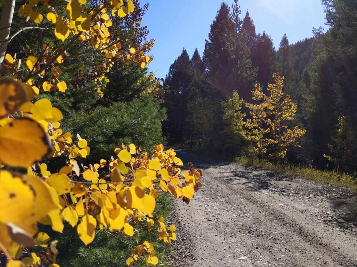 Moose Creek to Portal Creek Rd photo 2