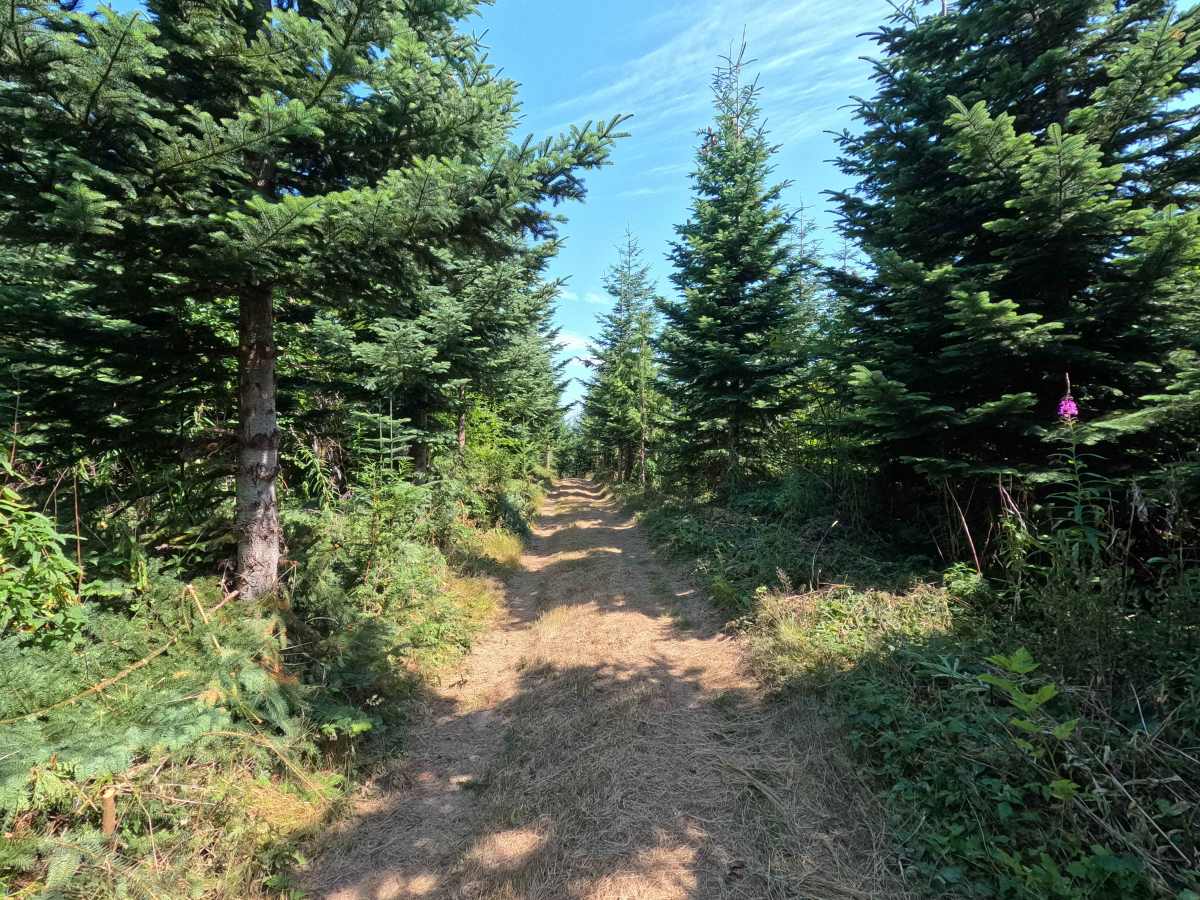 Mountain Fresh photo 2