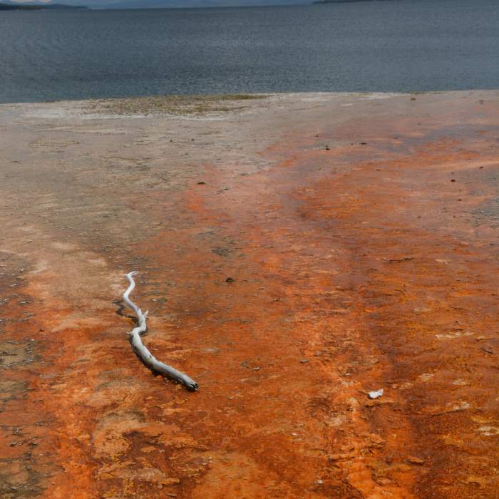 Near West Thumb Geyser Basin Trail