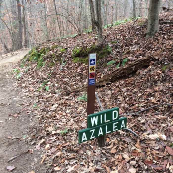 Wild Azalea Trailhead is well marked by this sign. Near Hickory Trail