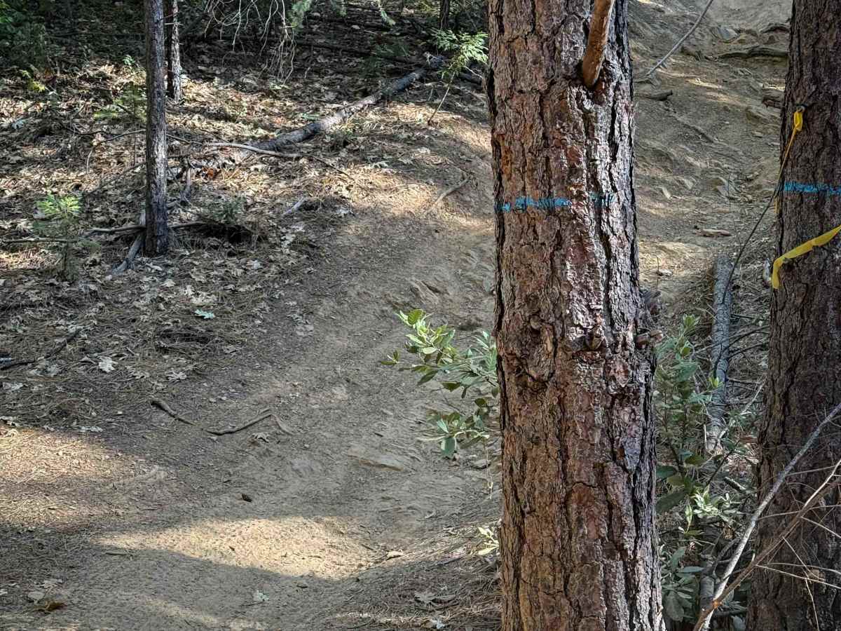 Trail 9 (11E13)  photo 6