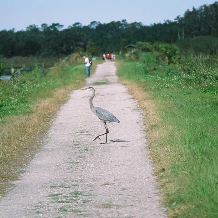 More than half of the trail has water near either side making animal crossings very common Near Circle B Bar Reserve Loop