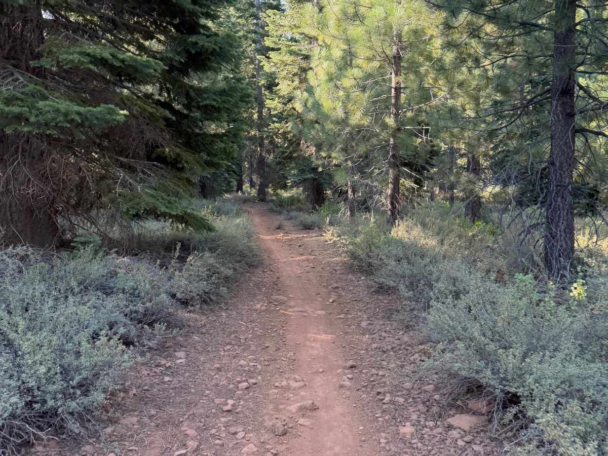 Skidder photo 4