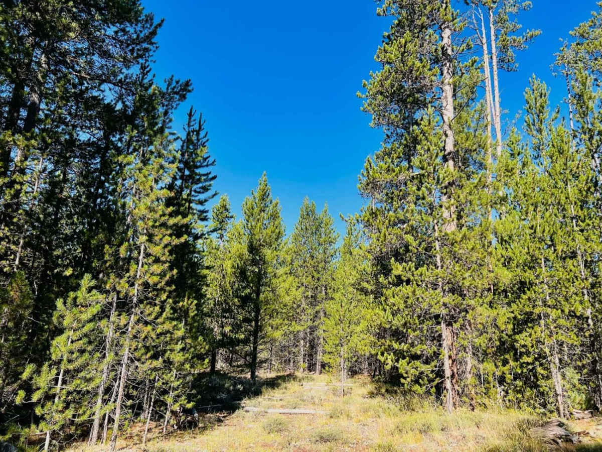 Stage Trail photo 5