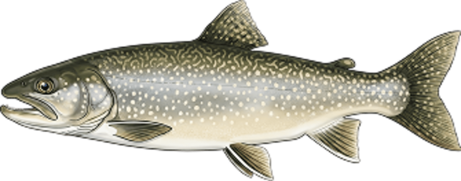 Lake trout