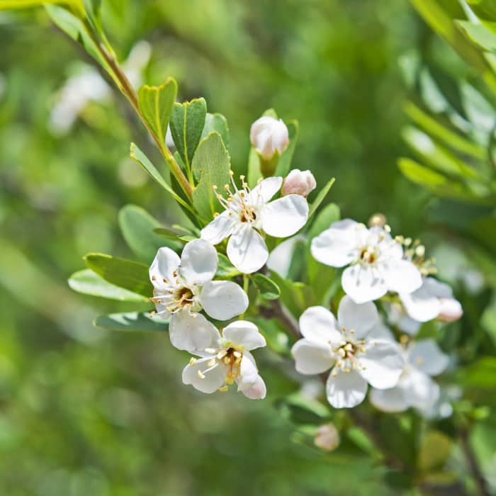 Near Animas Mountain Loop