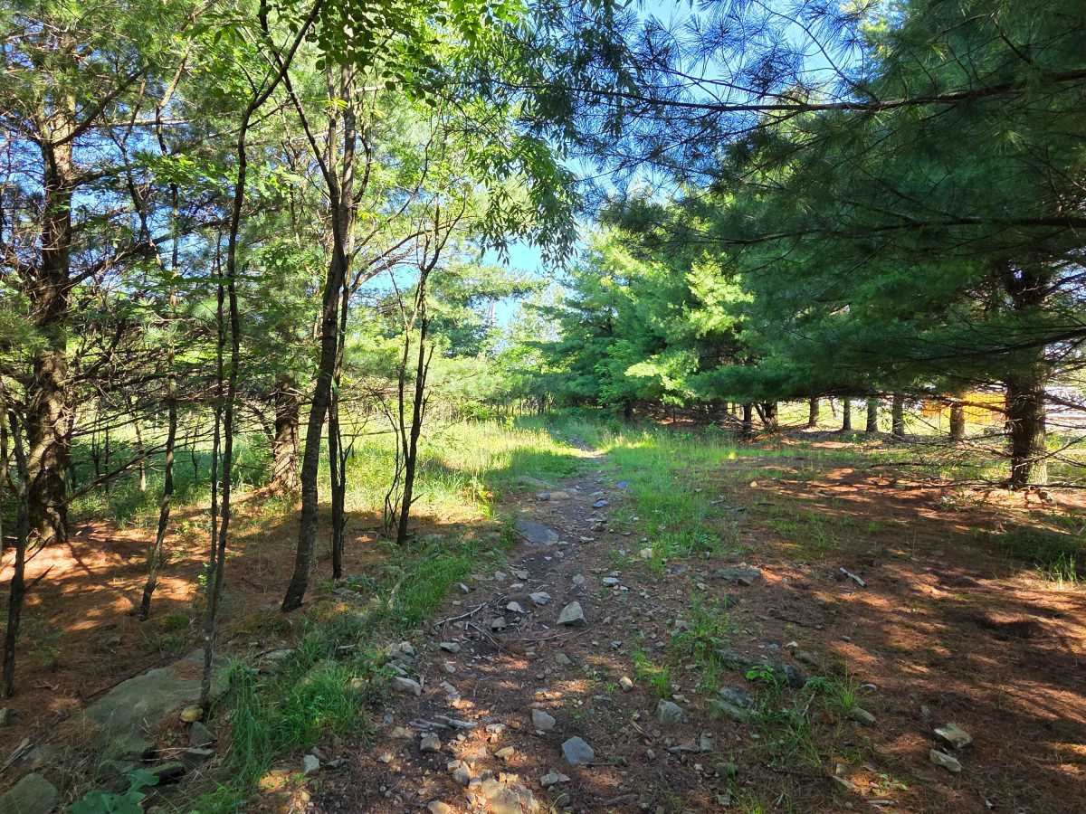Single Track P photo 2