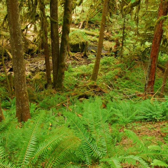 Near Salmon River, West Canyon Trail