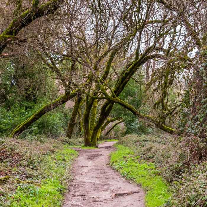 Near Meadow Trail Hike