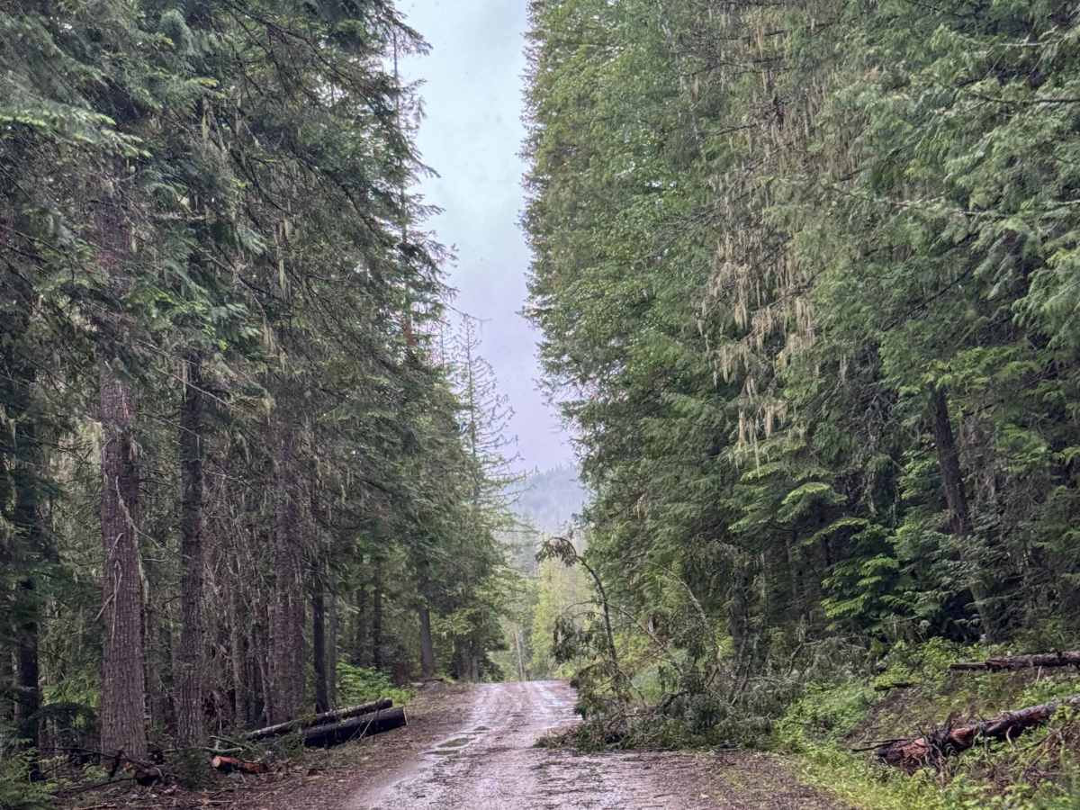 Lamb Creek Road - FS 310 photo 4