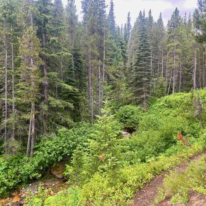 Near Continental Divide Trail: Montana-Idaho Section 26