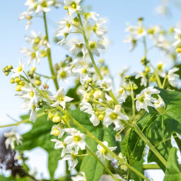 Near Copper Creek Trail via Whiptail Trail