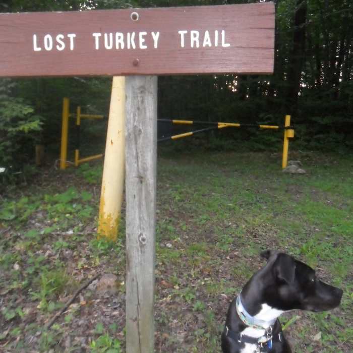 Near Lost Turkey Trail