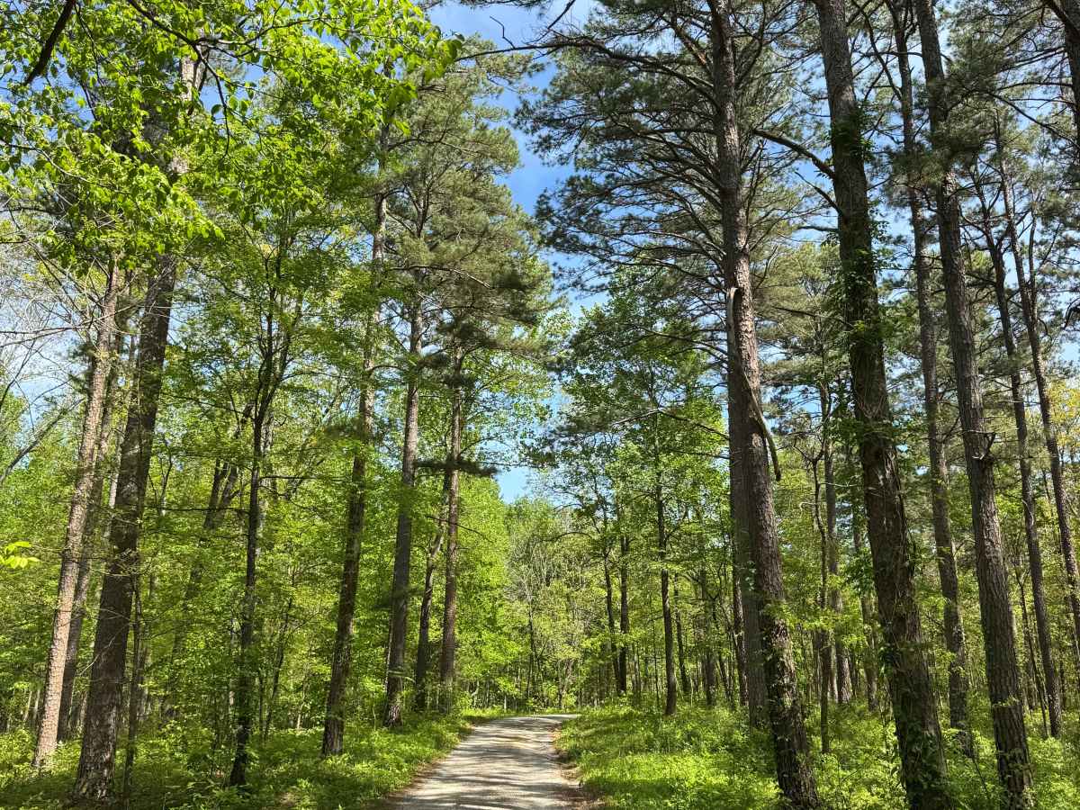 One Horse Gap Lake Trail trail photo