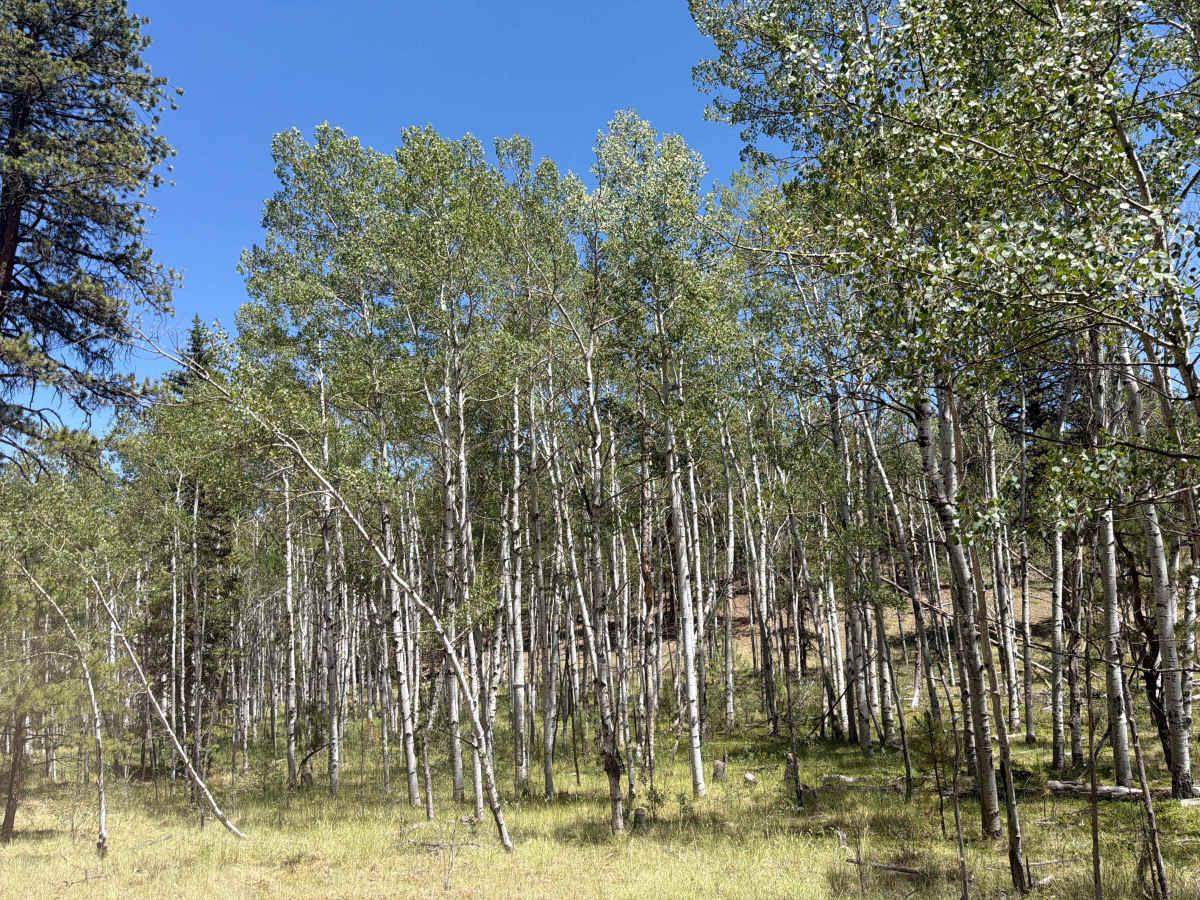 Jackpot Road - FSR 243 1C photo 6