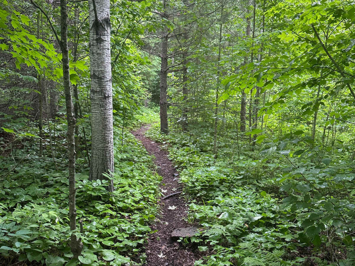 Alger Grade - Trail 9 photo 6