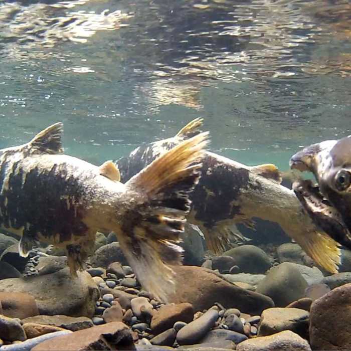 Near Salmon River, West Canyon Trail