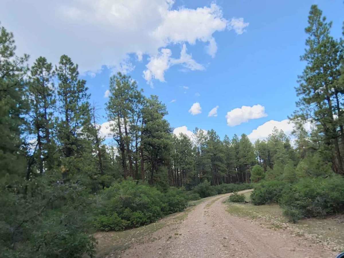 Cabin Rim Road trail photo