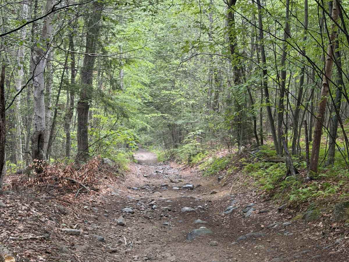 Bear Pond Road photo 6