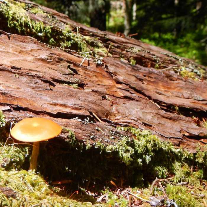 Near Crabtree Valley Hike