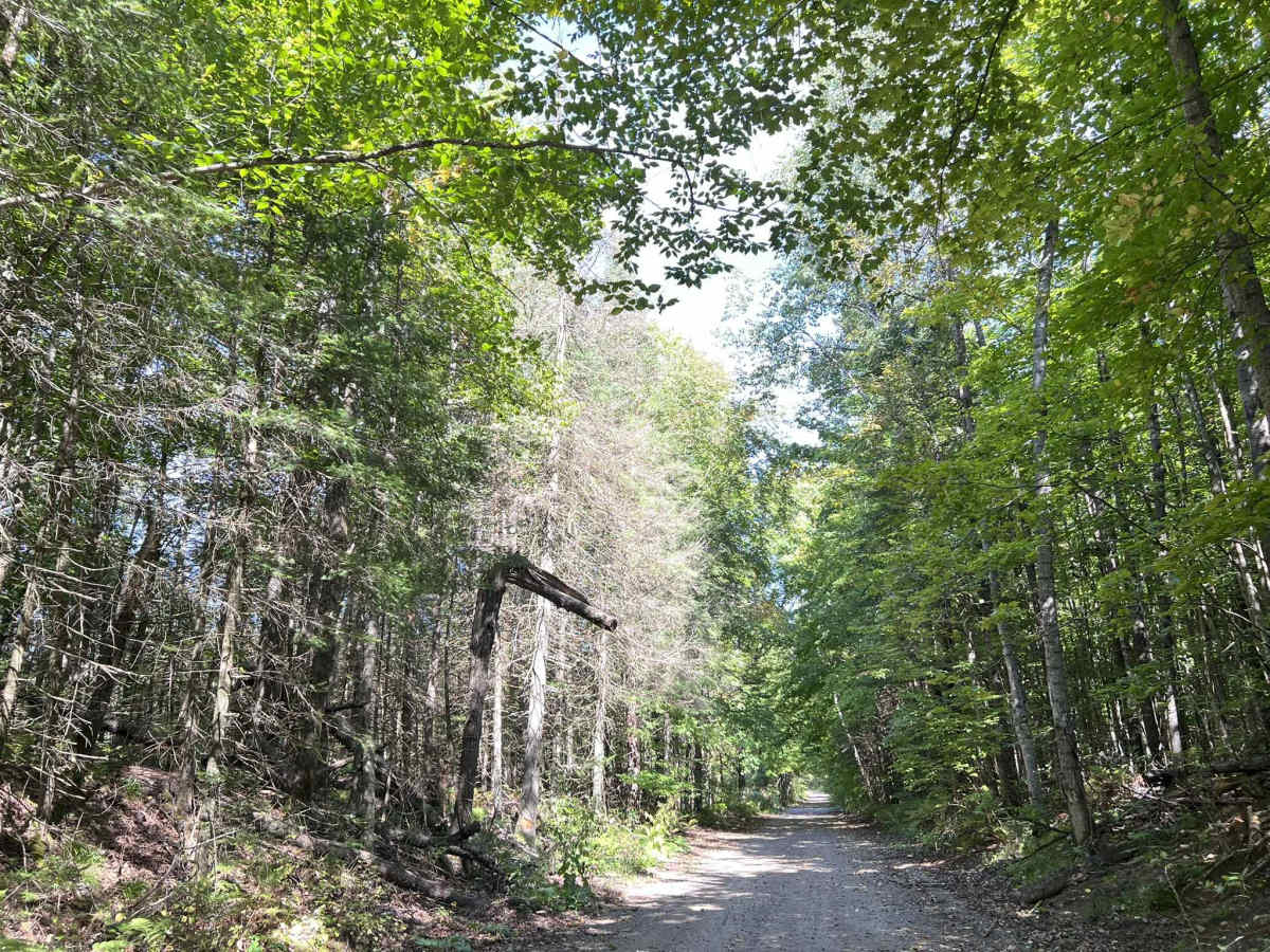 Rat River Road - FS 2134 photo 4