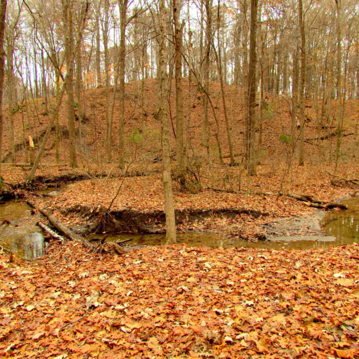 Near Camp Creek Trail Near Camp Creek Trail