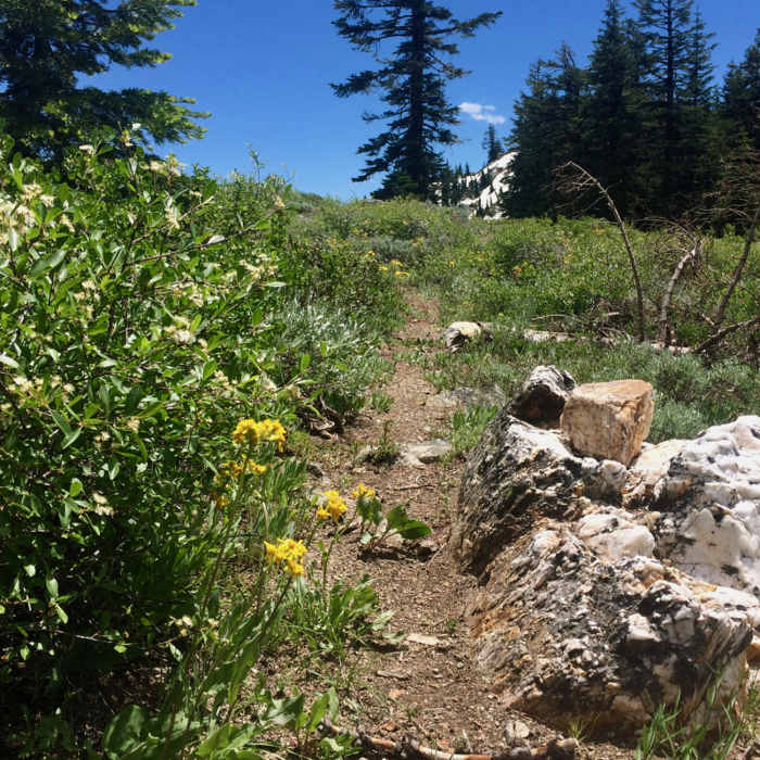 Near Split Rock Trail