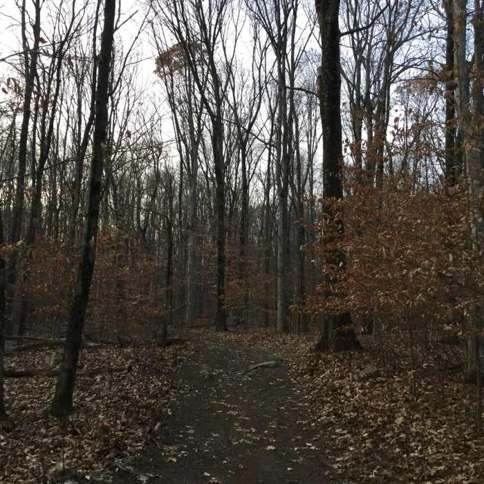Late autumn through the forest Near Grand Loop Trail