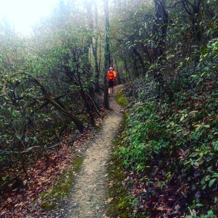 Much of the singletrack travels through mountain laurel tunnels. Near Hike Inn Lodge Trail