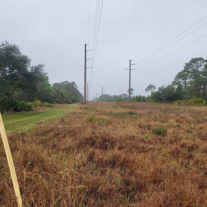 Near Palmetto Pines Trail