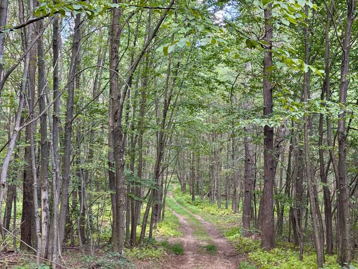 King Trail photo 6