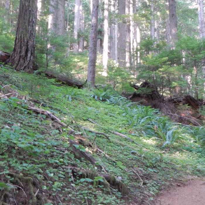 Near Marys Peak via North Ridge Trail