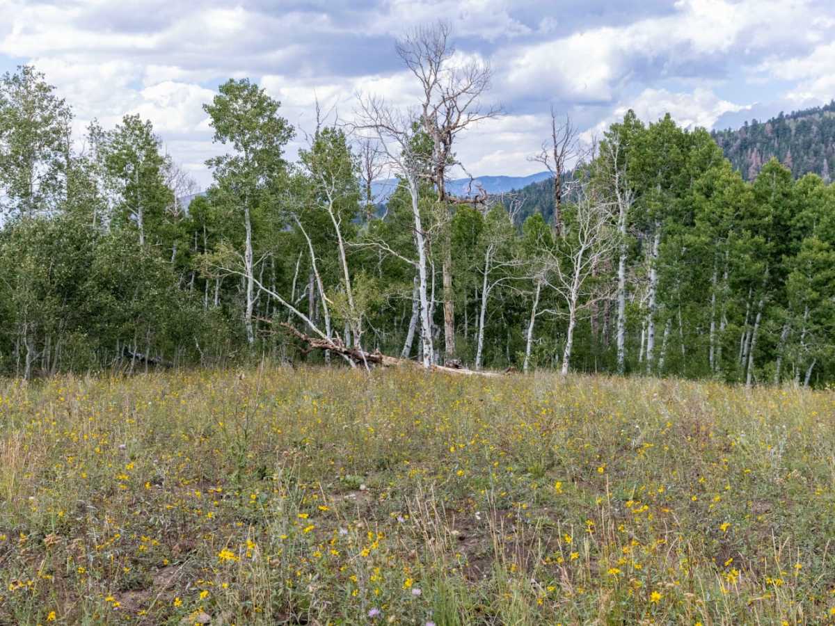 Olsen - Clear Creek Trail photo 2