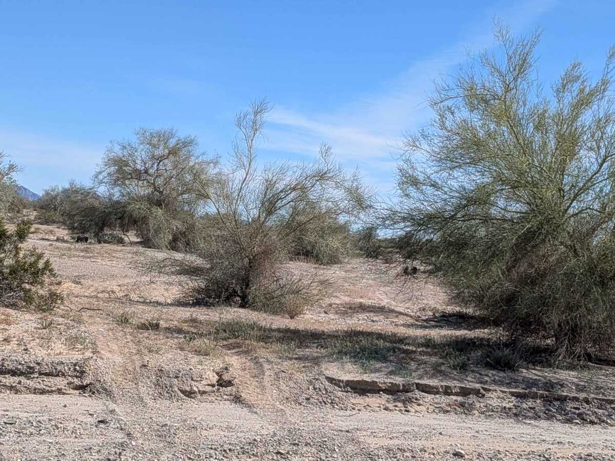 BLM 618 photo 2