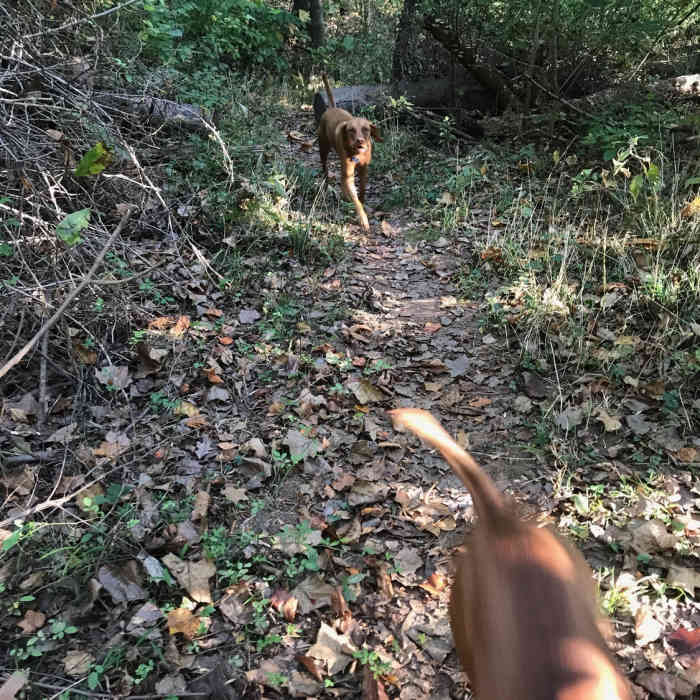 Near Sugarland Run Trail: Seneca Ridge to Algonkian Parkway